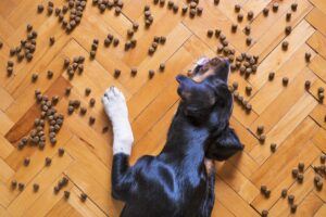 Hund auf Fußboden