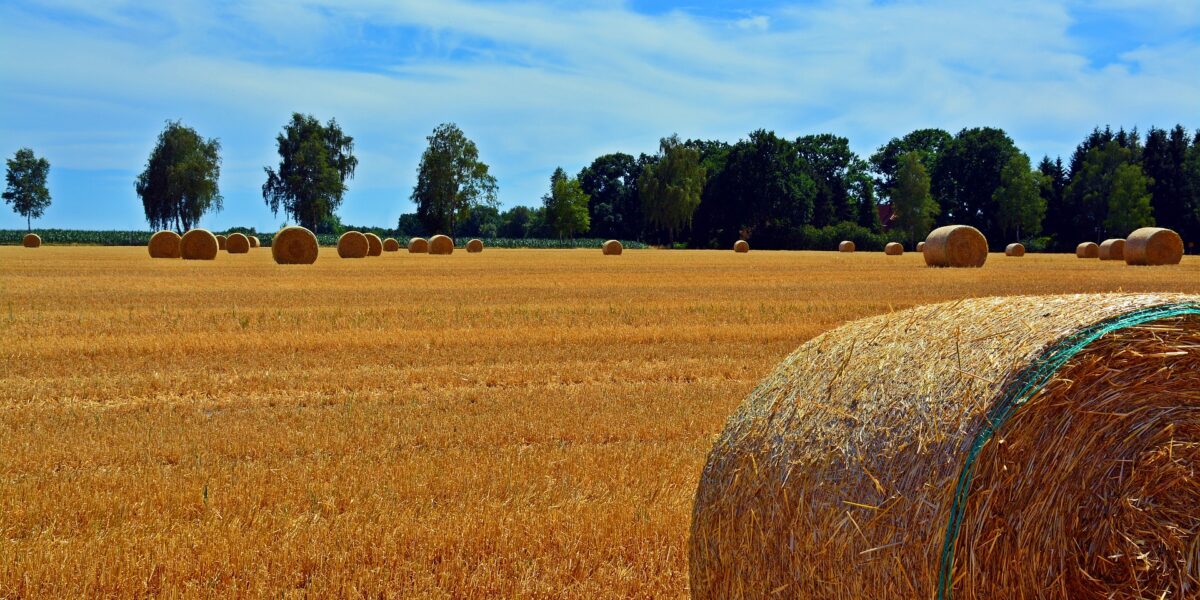 Rundballen auf einem Feld