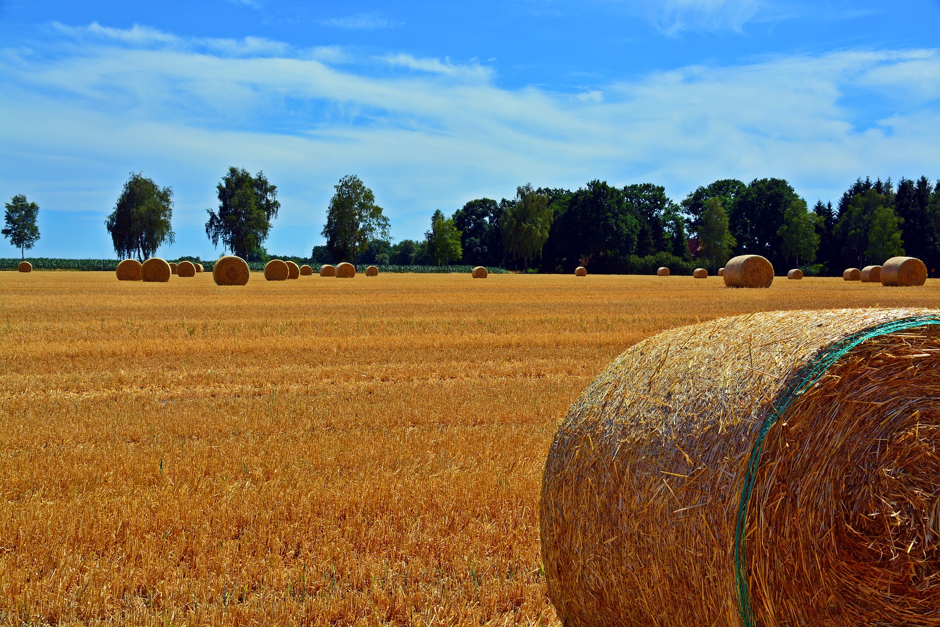 Rundballen auf einem Feld